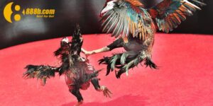 Anh Lê Văn Long Ăn 700 Triệu Từ Cược Đá Gà Tại 888B: Một Pha Đặt Cửa Đầy Tính Toán!