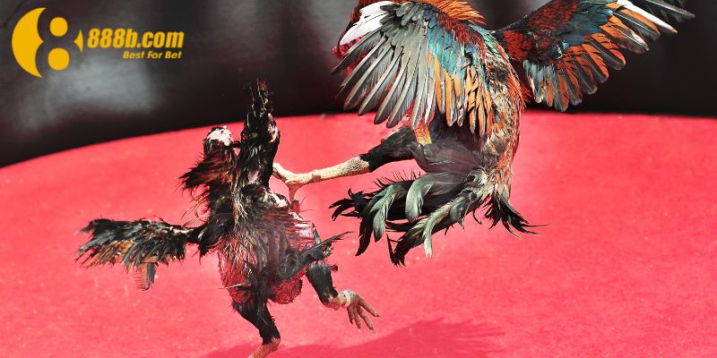 Anh Lê Văn Long Ăn 700 Triệu Từ Cược Đá Gà Tại 888B: Một Pha Đặt Cửa Đầy Tính Toán!