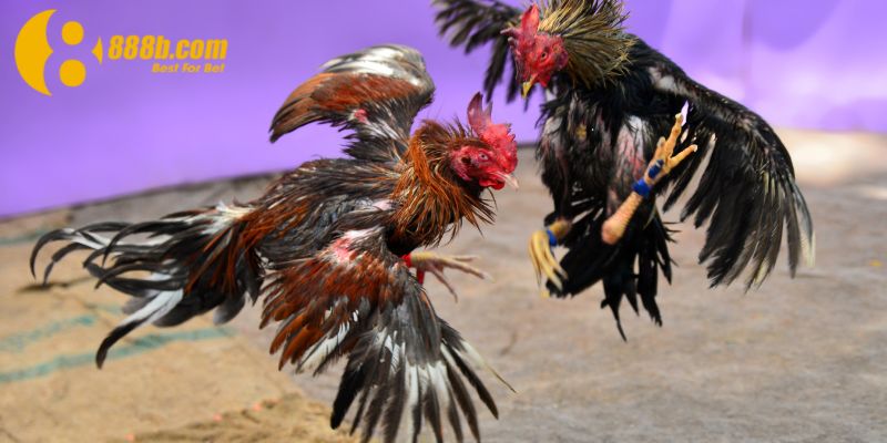 Anh Long chọn gà qua bề ngoài