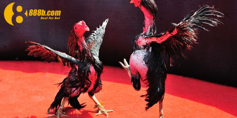 Những kinh nhiệm được anh Long đúc kết